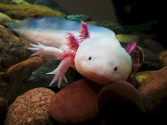 Axolotl, Spesies Amfibi Lucu yang Kini Masuk Daftar Hewan Terancam Punah