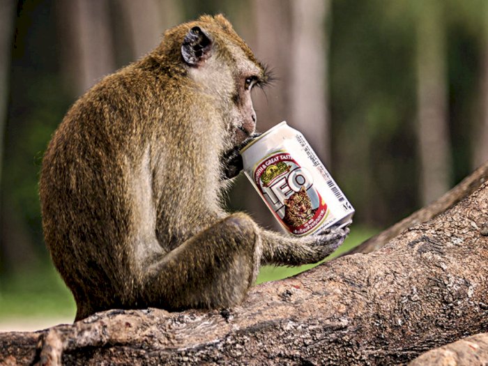 Ternyata Hobi Manusia Meminum Minuman Keras Berasal dari Kebiasaan Monyet