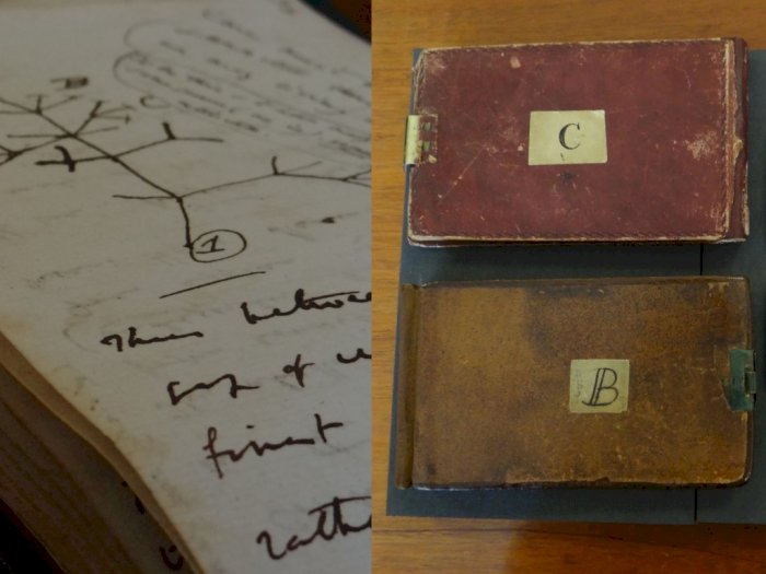 Dicuri Selama 20 Tahun, Buku Catatan 'Pohon Kehidupan' Charles Darwin Akhirnya Kembali