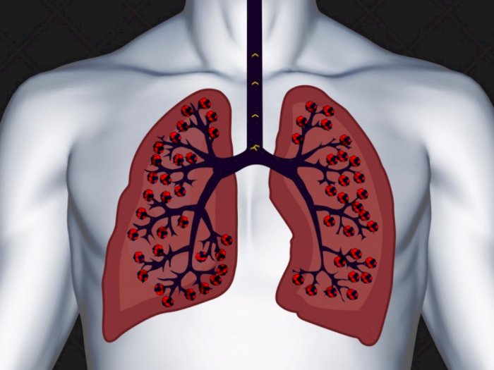 Ilmuwan Temukan Bagian Tubuh Baru pada Manusia, Bersembunyi di Balik Paru-paru