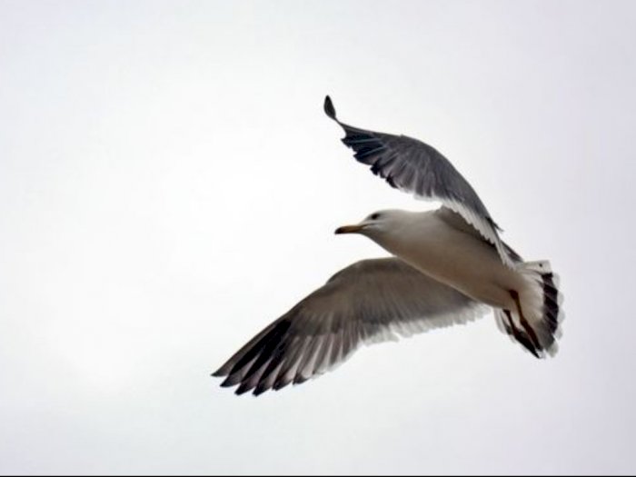 Burung Punya Aturan Batas Kecepatan Terbang di Udara, Meski Tanpa Lalu Lintas 