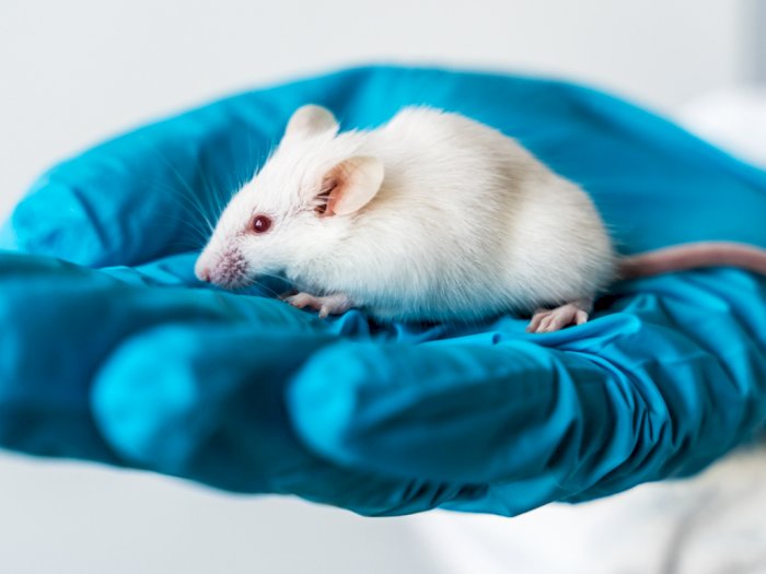 Fakta Ilmiah: Sel Sperma yang Dikembangkan ke Tikus Menunjukkan Perawatan Infertilitas