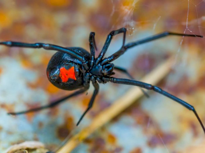 5 Laba-laba Paling Mematikan di Dunia, Salah Satunya Black Widow Spider