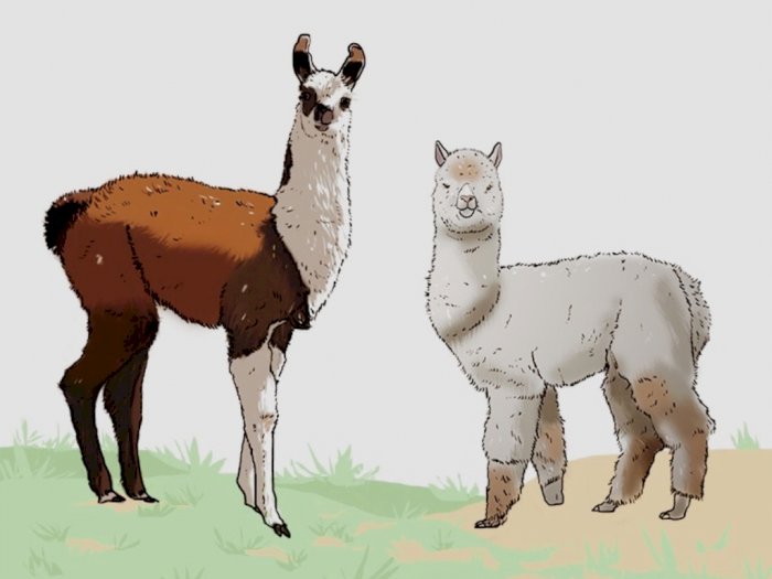 Ini yang #KAMUHARUSTAU Tentang Perbedaan Antara Llama dan Alpacas