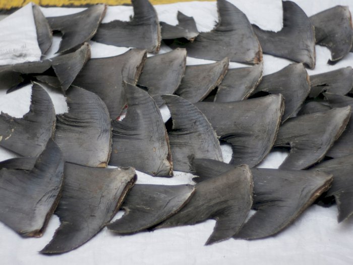 Shark Finning: Aksi Menghilangkan Sirip dari Hiu dan Membuang Sisanya Kembali ke Laut