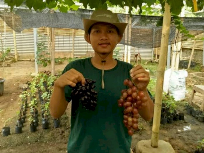 Kisah Pria Cilegon Sukses Budidaya Anggur, Bermula dari Nonton YouTube