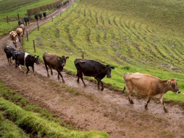 Dirty Dairying, Peternakan Sapi Kotor yang Merusak Ekologi Lingkungan Selandia Baru