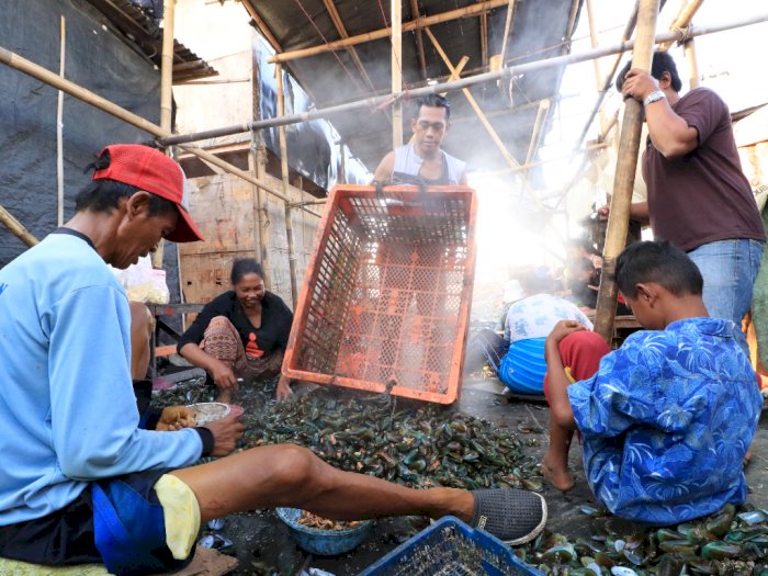 Berdampingan dengan Sampah, Begini Proses Pengupasan Kerang Hijau di Jakarta Utara 