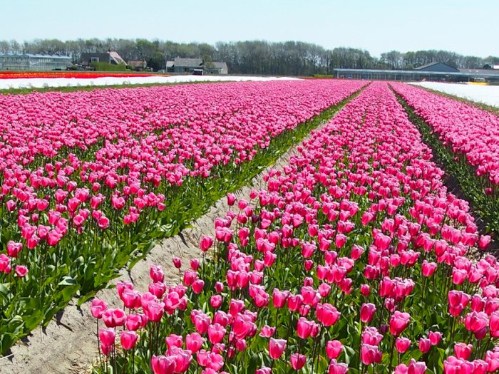 Bak Lukisan Nyata, Hamparan Bunga Tulip Bermekaran di Belanda 