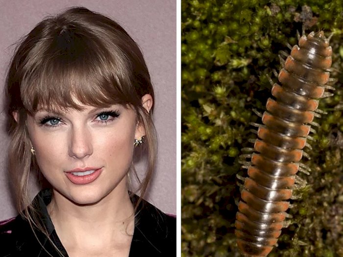 Nama Taylor Swift Jadi Inspirasi Nama Spesies Baru Serangga Kaki Seribu