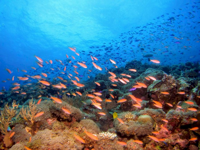 Fakta Alam: Kebanyakan Kehidupan Laut akan Punah Sebelum Tahun 2300, Ini Penyebabnya!