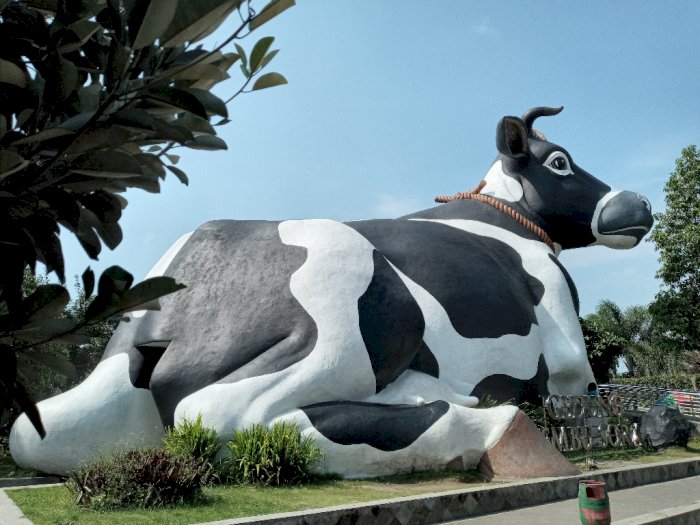 Dijuluki New Zealand van Java, Boyolali Ternyata Punya ‘Sapi’ Raksasa