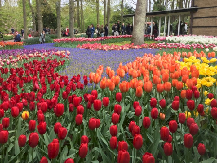 Fakta Menarik Asal-usul Bunga Tulip, Diakui Belanda Ternyata dari Turki! Gimana Kisahnya?