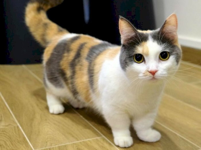 Fakta Unik Kucing Munchkin yang Menggemaskan, Disebut Kucing Cebol karena Berkaki Pendek