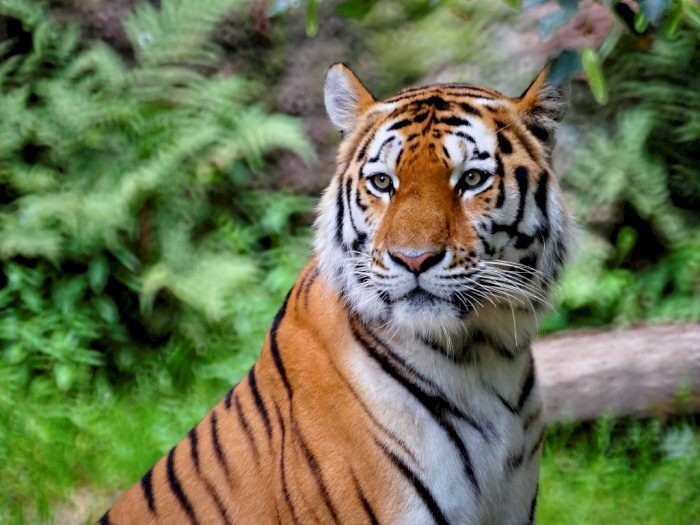Viral Harimau Sumatera Berkeliaran di Jalan Raya, Begini Tanggapan BKSDA