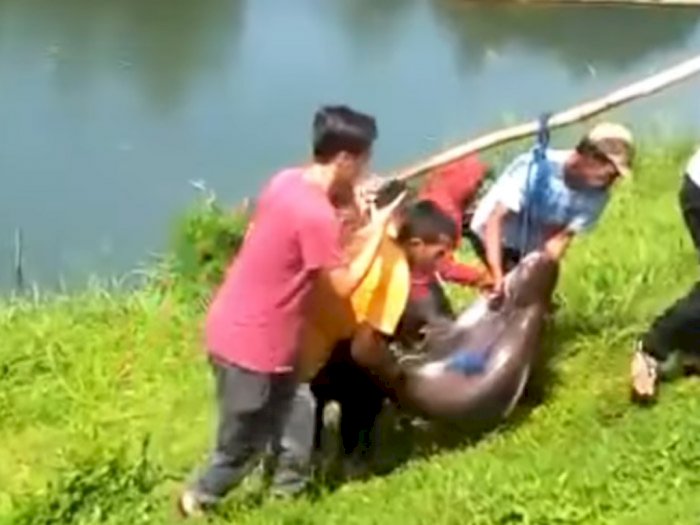Penampakan Ikan Patin Raksasa Ditangkap di Danau Lido Bogor, Netizen: Auto Makan Besar