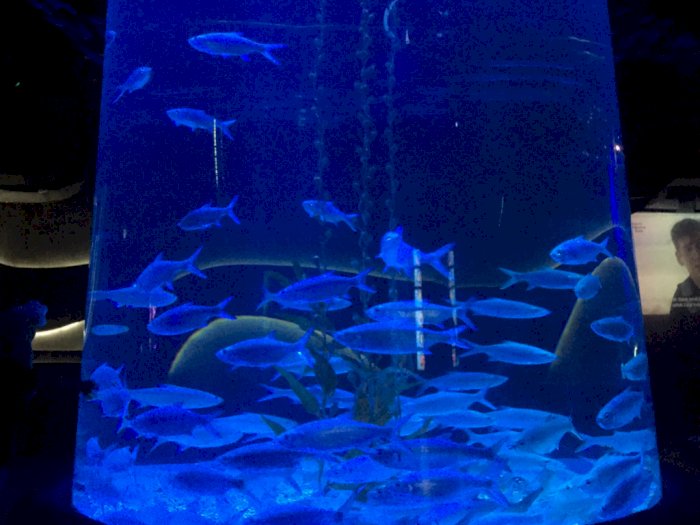 Ada Akuarium Kelas Dunia di Dalam Mal Jakarta, Saingannya Sea Aquarium Singapura?