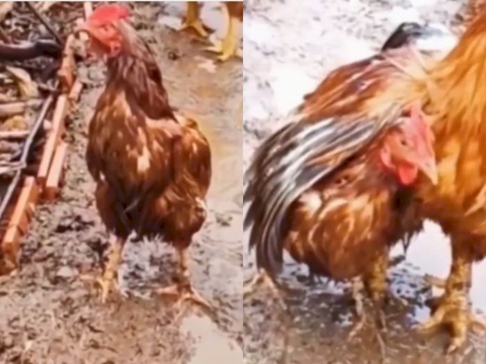 Momen Ayam Jantan Peluk Ayam Betina Bikin Netizen Baper: Ayam Aja Bisa, Masa Gue Nggak!