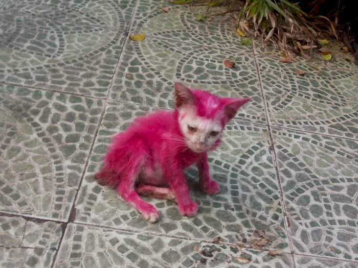 Kasihan, Kucing Bertubuh Kurus Ini Diwarnai Paksa Jadi Pink oleh Anak-Anak