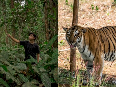 Dikatakan Andrew Kalaweit, Benarkah Kabur saat Berpapasan dengan Harimau Berbahaya? 