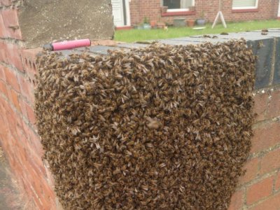 Penampakan Mengerikan Ribuan Lebah Menempel di Pagar Rumah Warga
