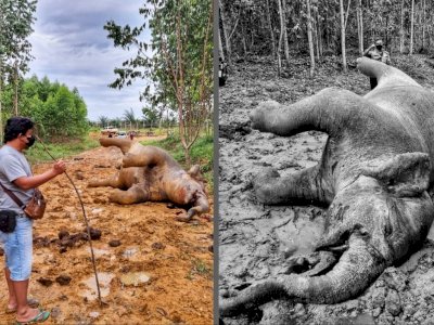 Sedih! Gajah Betina yang Mati Mengenaskan di Bengkalis Ternyata Sedang Hamil 