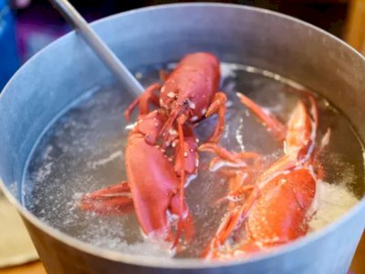 Sering Dimasak Hidup-Hidup, Bisakah Lobster Merasakan Sakit?