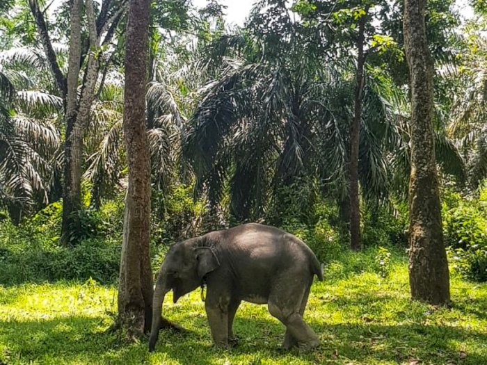 Modal Rp2 Ribu Bisa Healing Sama Gajah, Lokasinya Mirip di Bali