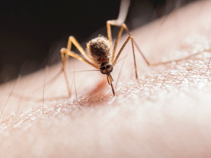 Alasan Nyamuk Jadi Serangga Paling Mematikan di Bumi