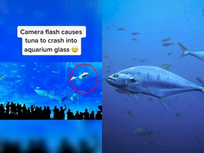 Fakta Kematian Tragis Ikan Tuna di Akuarium Okinawa Jepang, Flash Pengunjung Dikira Mangsa
