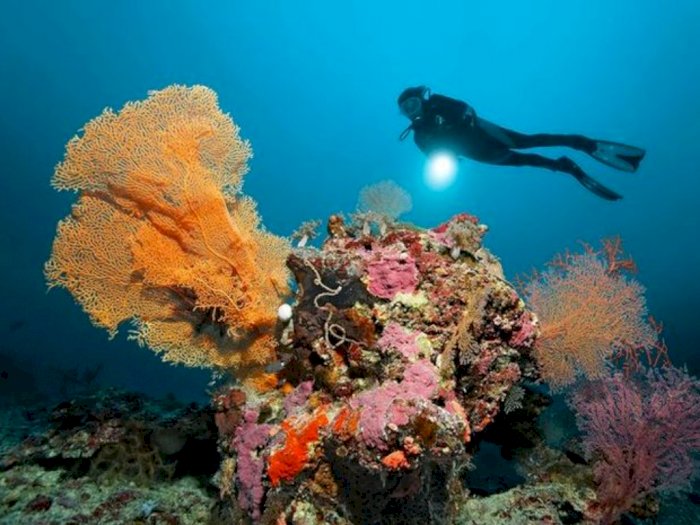 Bukannya Dilestarikan, Ilmuwan Australia 'Mencabut' Rumput Laut di Great Barrier Reef