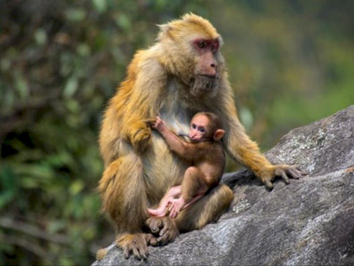 Macaca Selai, Spesies Kera Baru Ditemukan dari India yang Keberadaannya Terancam Punah