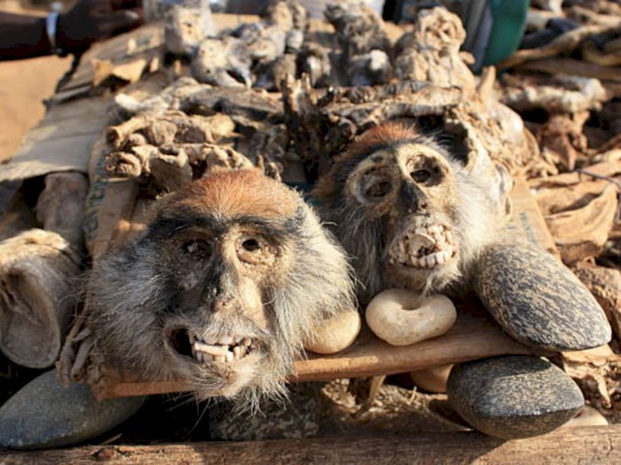 Pejabat Kongo Akui Kebiasaan Masyarakat Makan Bangkai Kera Jadi Penyebab Cacar Monyet