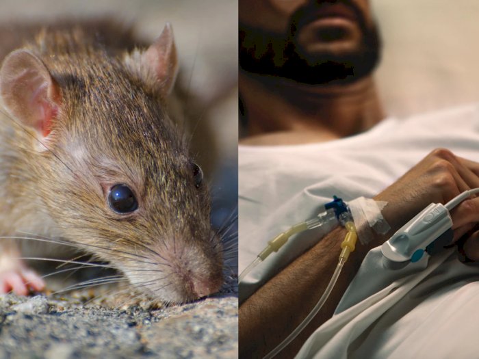 Heboh 8 Warga DKI Terserang Penyakit Misterius Diduga dari Tikus, Ini Penjelasan Kemenkes