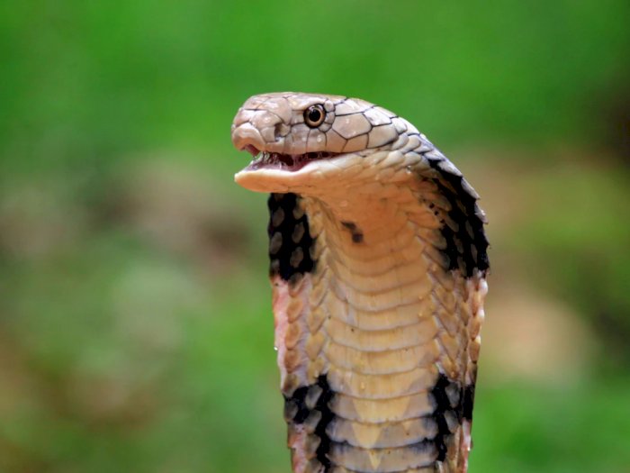 Fakta Menarik Ular Kobra yang Punya Racun Mematikan, Jadi Ular Berbisa Terpanjang di Dunia
