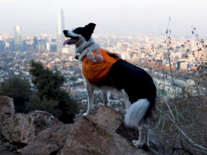 Pintarnya Sam, Anjing Pengumpul Sampah Manusia di Chili