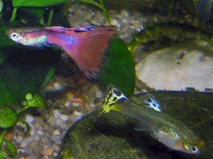 Gegara Makanan, Ikan Juga Bisa Jadi Hewan Kanibal yang Memangsa Komplotannya