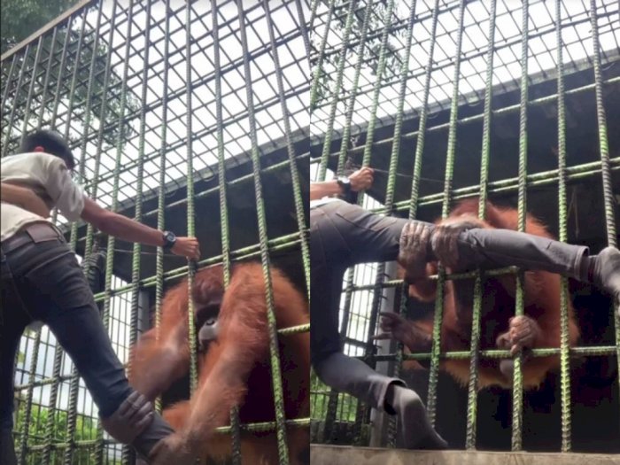 Niat Menyapa, Pria ini Malah Diserang Orangutan, Kakinya Ditarik dan Dipeluk Kayak Ayang