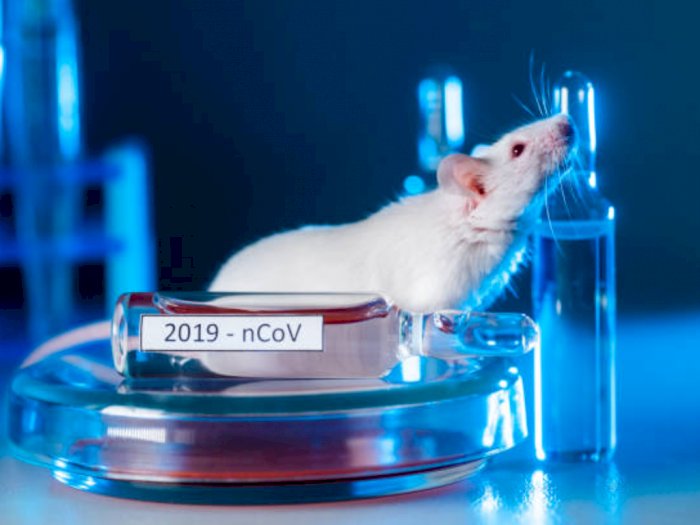 Ilmuwan Temukan Virus Corona Baru di Swedia, Berasal dari Tikus Merah, Seberapa Bahaya?