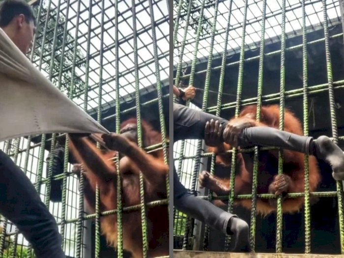 Viral Pria Mau Bikin Konten Malah Histeris Ditarik Orangutan, Akhirnya Minta Maaf! 