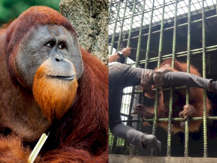 Fakta Menarik Orangutan, Punya Lengan Panjang hingga Penyuka Buah Durian