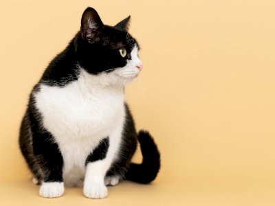 Alasan Kucing yang Dikebiri Bisa Jadi Gemuk, Faktor Hormon?