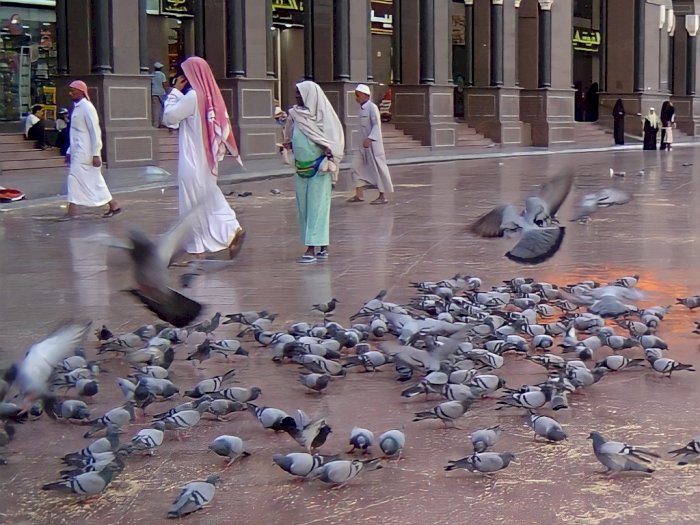 Fakta Tentang Burung Merpati di Mekkah dan Larangan untuk Menangkapnya, Kenapa?