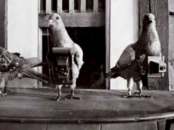 Selain Jadi Tukang Pos, Burung Merpati Juga Pernah Dimanfaatkan Jadi Paparazi-nya Jerman
