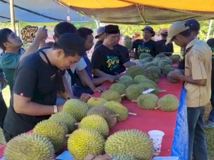 Heboh Durian dari Pohon Ratusan Tahun, Rasanya Gak Kalah Sama Musang King!