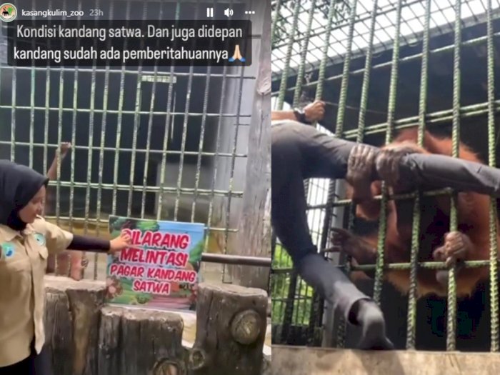 Bikin Heboh, Pria yang Ditarik Orangutan di Kebun Binatang Ternyata Melewati Batas