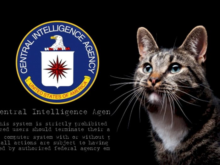Percaya atau Tidak, Sekelas CIA Pernah Ketipu oleh Kucing saat Dijadikan Mata-Mata!