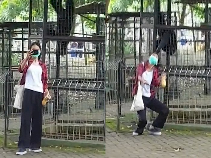 Detik-detik Wanita Dijambak Orangutan saat Hendak Ajak Selfie, Begini Endingnya