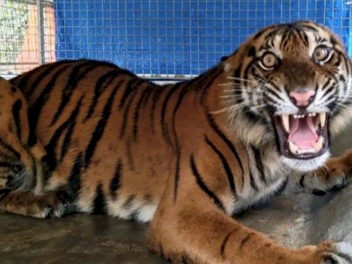 Kronologi Harimau Sumatera Mati Akibat Luka Miasis di Punggung Saat Direhabilitasi 