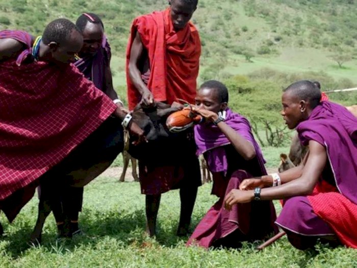 Berisiko Tinggi, Suku Maasai Kenya Hanya Konsumsi Sapi untuk Urusan Perut dan Gizi
